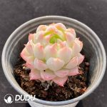 Echeveria Elegans Alba - Image 2