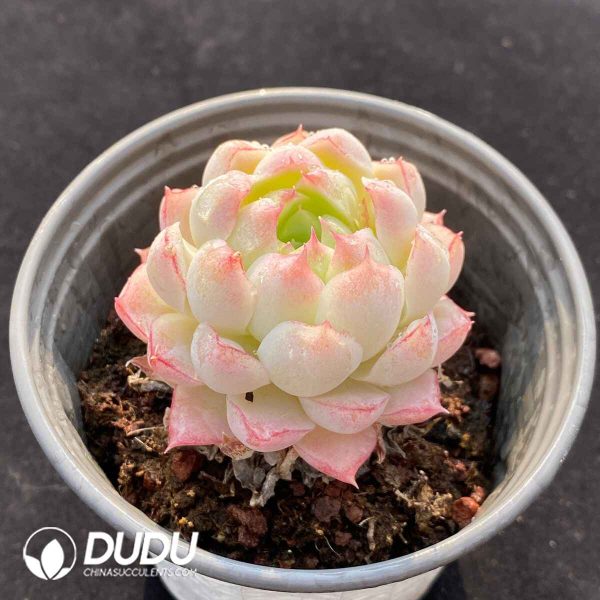 Echeveria Elegans Alba - Image 2