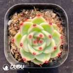 Echeveria Blue Dragon