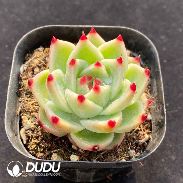 Echeveria Blue Dragon - Image 2