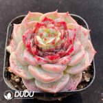 Echeveria Velvet - Image 2
