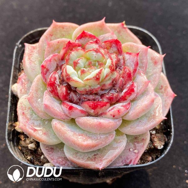 Echeveria Velvet - Image 2
