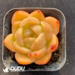 Echeveria Anke