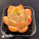 Echeveria Anke - Image 2