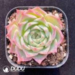 Echeveria Earthly Paradise