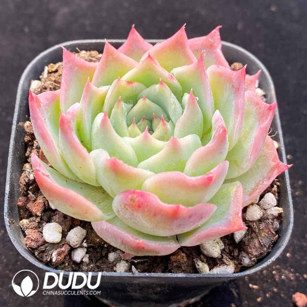 Echeveria Earthly Paradise - Image 2