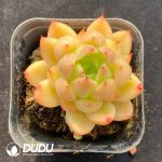 Echeveria Jenny