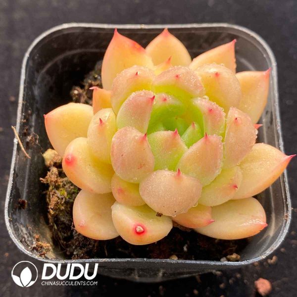 Echeveria Jenny - Image 2