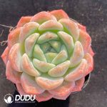 Echeveria X7-07