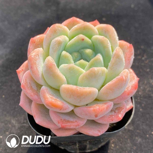 Echeveria X7-07 - Image 2