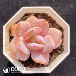 Echeveria Milk Tea
