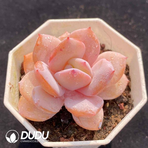 Echeveria Milk Tea - Image 2