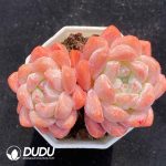 Echeveria X7-06