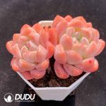Echeveria X7-06 - Image 2