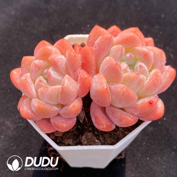 Echeveria X7-06 - Image 2
