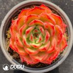 Echeveria Starbucks Variegated