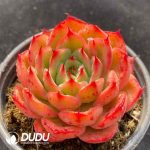 Echeveria Starbucks Variegated - Image 2