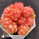 Echeveria Red Wine Peach Clustering