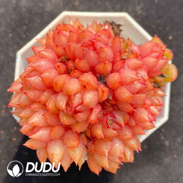 Echeveria Red Wine Peach Clustering - Image 2