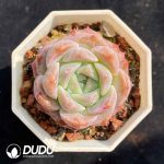 Echeveria G4-12