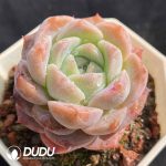 Echeveria G4-12 - Image 2