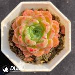 Echeveria Wine Peach Variegated