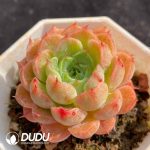 Echeveria Wine Peach Variegated - Image 2