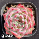 Echeveria Casio
