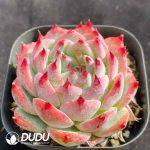 Echeveria Casio - Image 2
