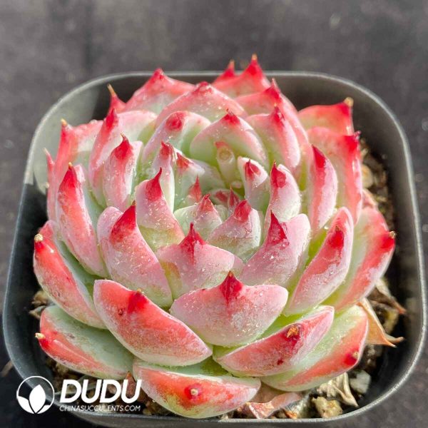 Echeveria Casio - Image 2