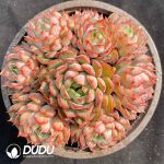 Echeveria Wine Peach Variegated Clustering