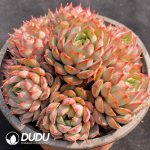 Echeveria Wine Peach Variegated Clustering - Image 2