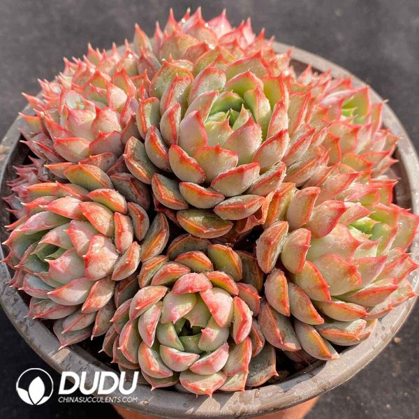 Echeveria Wine Peach Variegated Clustering - Image 2