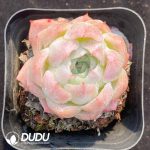 Echeveria Lonely Star