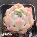 Echeveria Lonely Star - Image 2