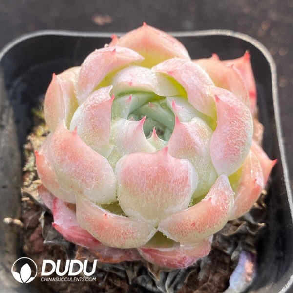 Echeveria Lonely Star - Image 2
