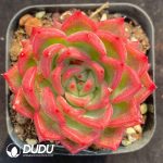 Echeveria Proly