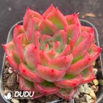 Echeveria Proly - Image 2