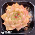 Echeveria Silver Snow