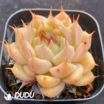 Echeveria Silver Snow - Image 2