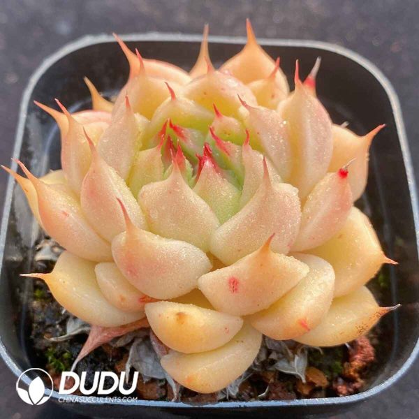 Echeveria Silver Snow - Image 2