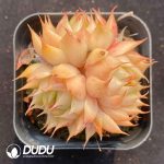Echeveria Silver Snow Clustering