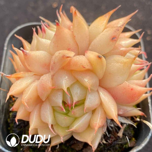 Echeveria Silver Snow Clustering - Image 2