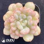 Echeveria Bill Gates