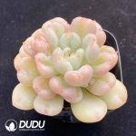Echeveria Bill Gates - Image 2