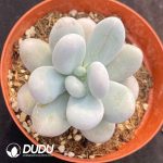 Pachyphytum Oviferum
