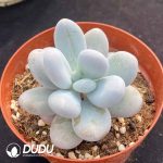 Pachyphytum Oviferum - Image 2