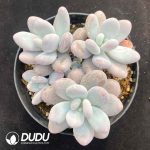 Pachyphytum Oviferum Clustering