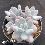 Pachyphytum Oviferum Clustering - Image 2