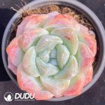 Echeveria Ice Jade